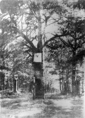 historické foto obrazu na původní borovici