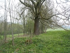 trosky kaple