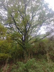 strom, který stál vedle kaple