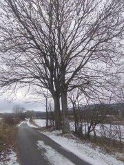 stromy, mezi nimiž kaple stála