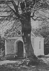 historické foto kaple, před ní starý javor se svatými obrázky