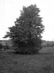 historické foto kaple zarostlé v křoví