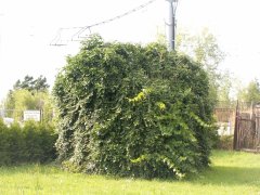 pohled zezadu zprava
