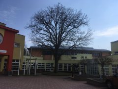 jeden ze stromů, který rostl u kostela