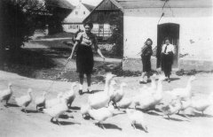 pasení hus před kaplí