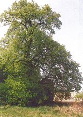 zarostlá kaple
