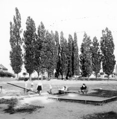 upravená plocha hřbitova s původní topolovou alejí