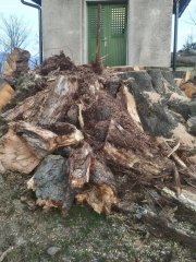 oprava kaple - odstraněné lípy před vchodem