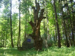torzo borovice