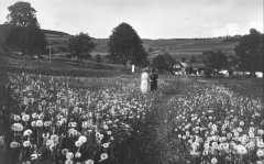 historické foto kapličky (pod stromem v pozadí)
