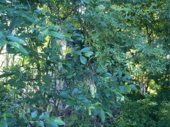 pohled zepředu zleva